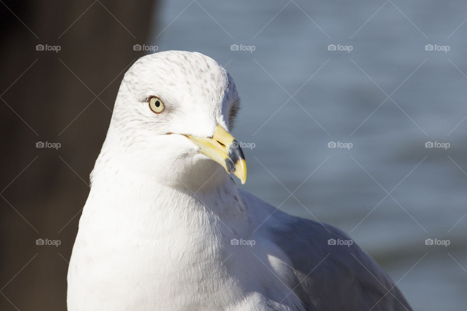 Seagull close-up - fiskmås närbild
