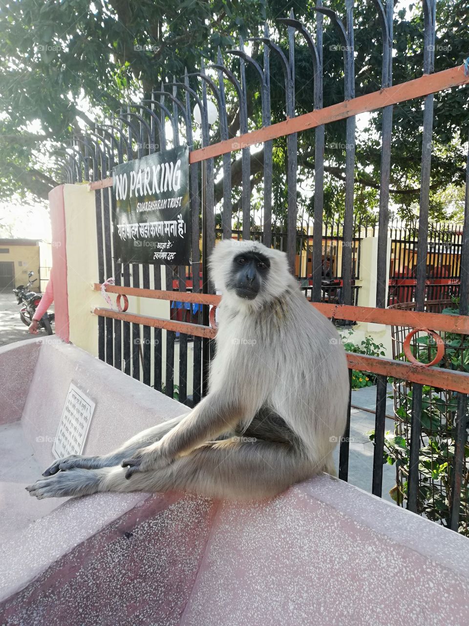 Monkey, India
