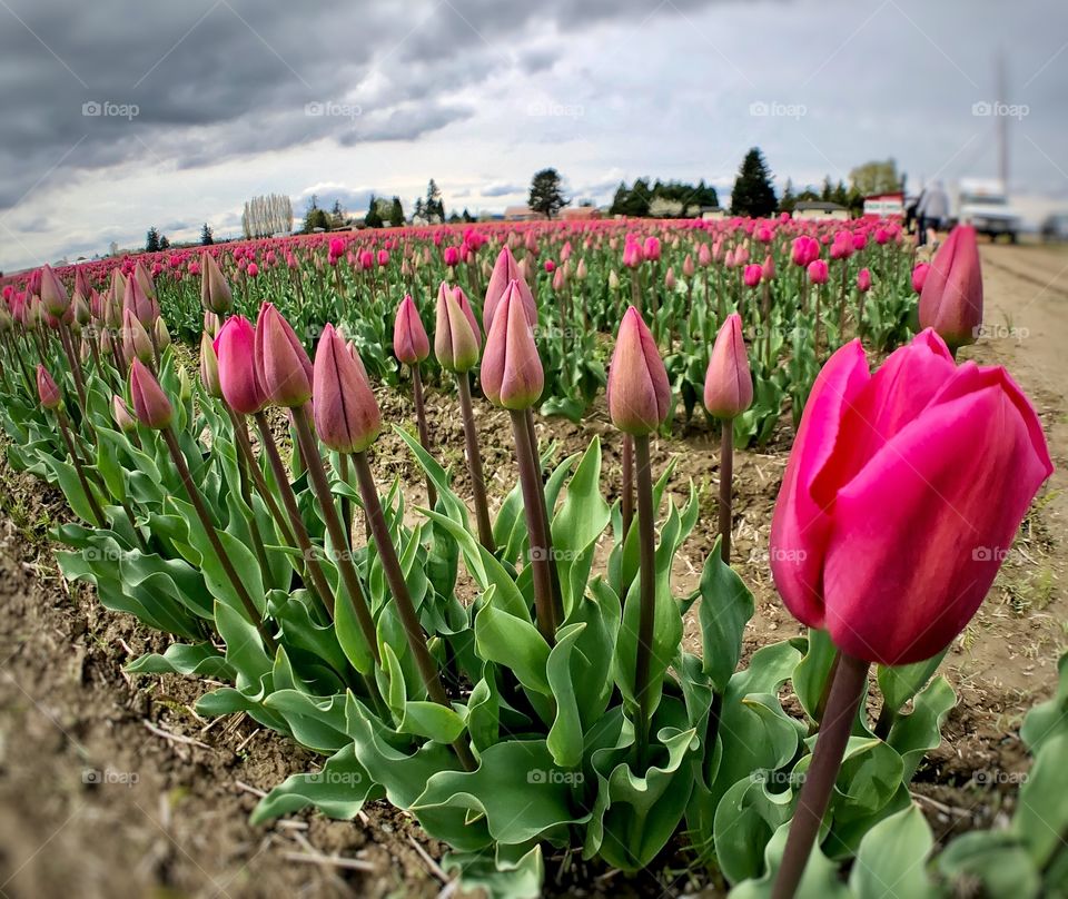 Foap Mission Crazy Plant People! My Field of Tulips Bright Pink🌷