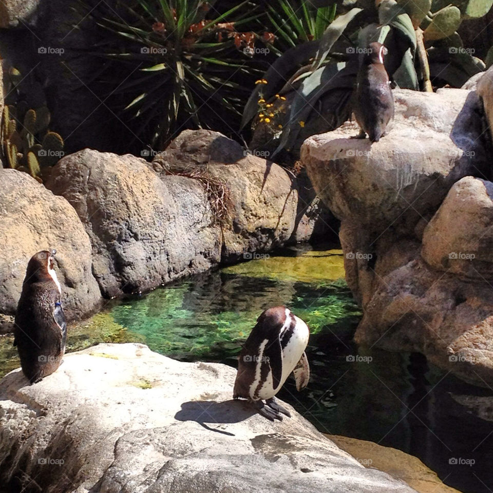 zoo barcelona pinguin pinguins by petradaltzen