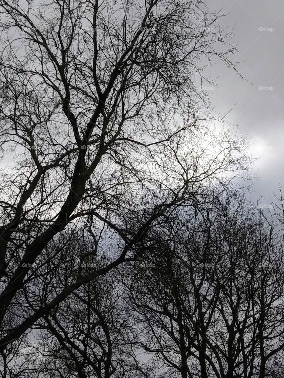 winter in the woodland