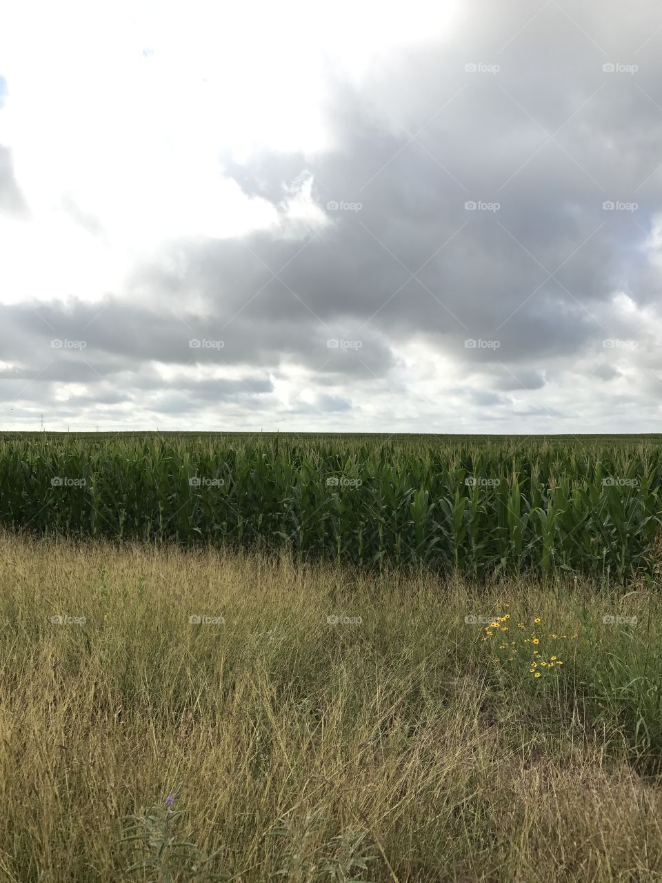 Raising food + sky