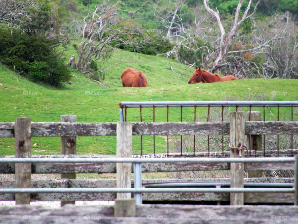 New York, Long Island, East Hampton, Horse, plants, Panoramic View, Sky, Grass, Wind, Green, Trees, Farm, 