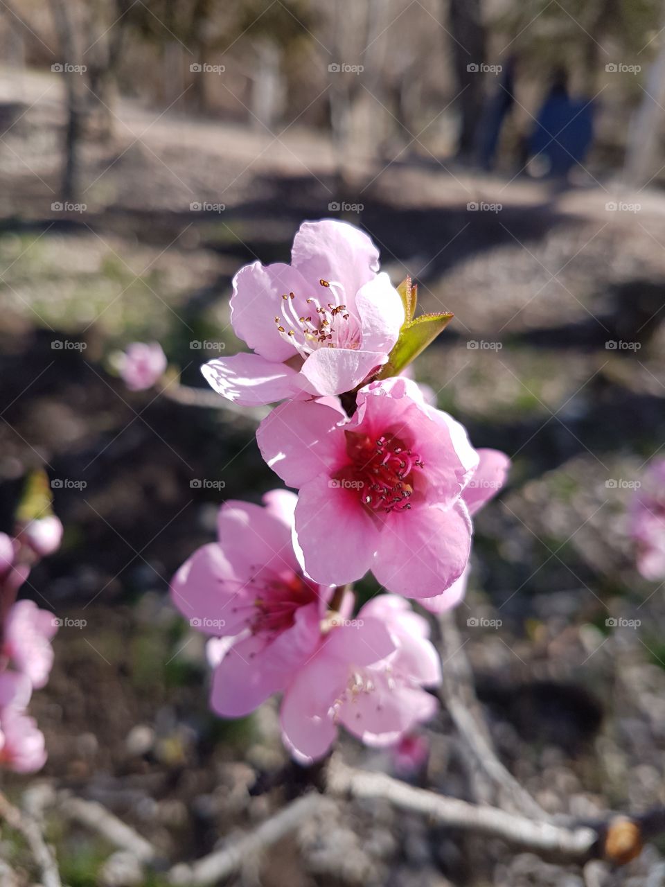 peach blossom