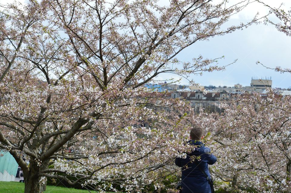 cherrys blossom