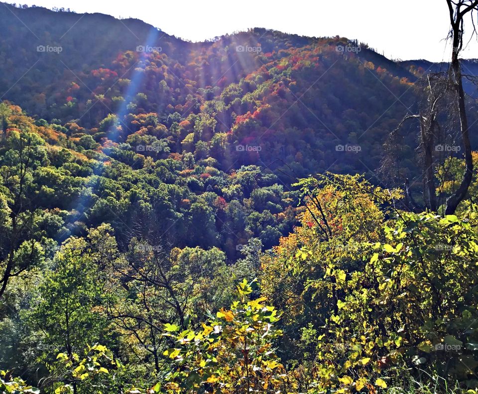 Sunrise and sunsets of the USA - sun rays penetrate the colorful dense forest as they change colors 