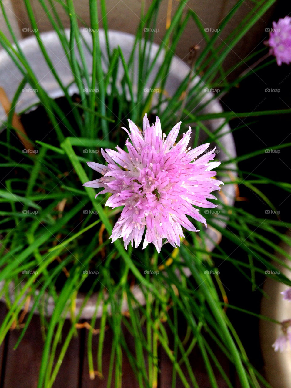 CHIVES