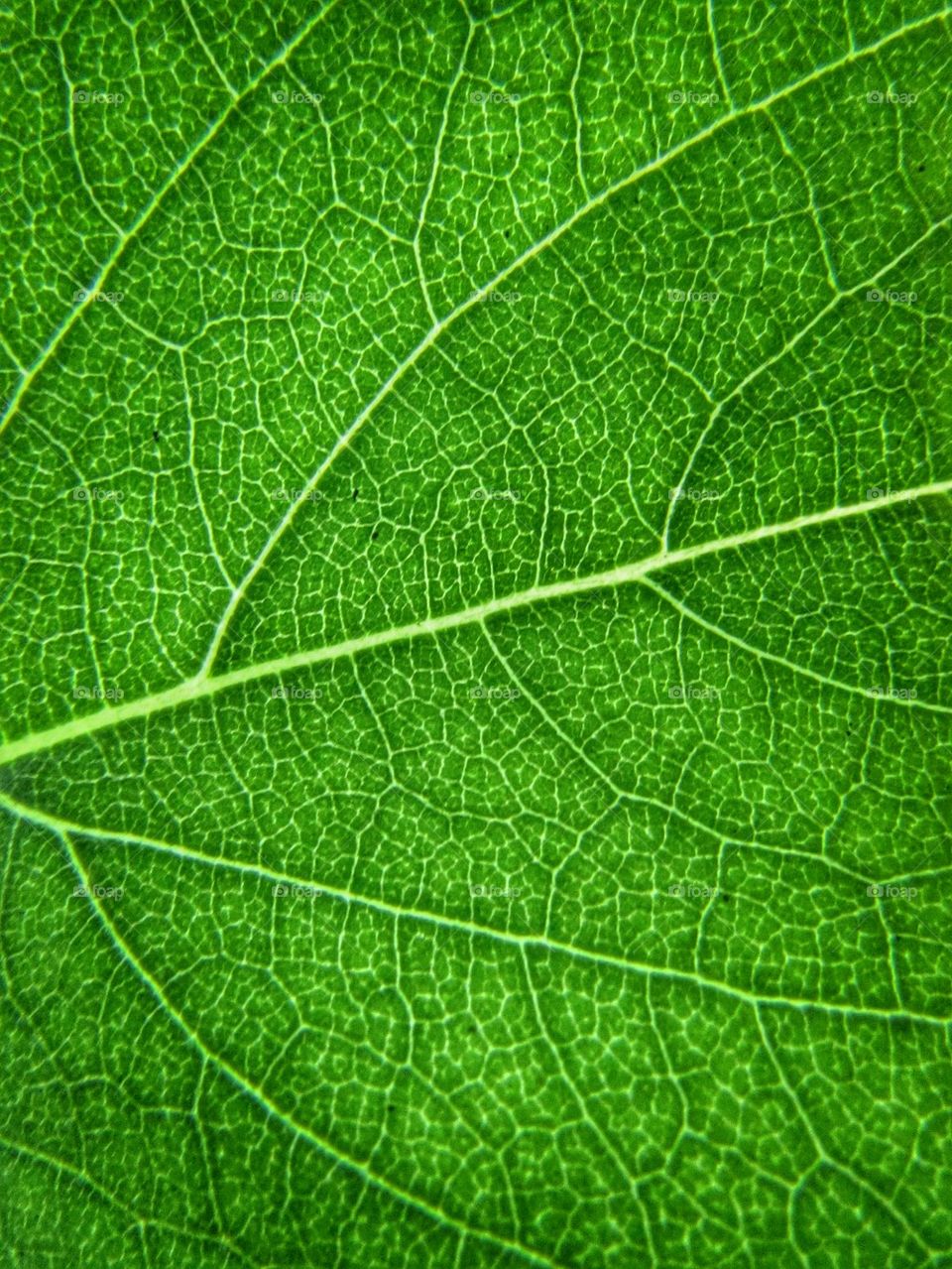 leaf