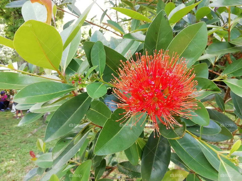 Go crazy with flowers # botanical Garden