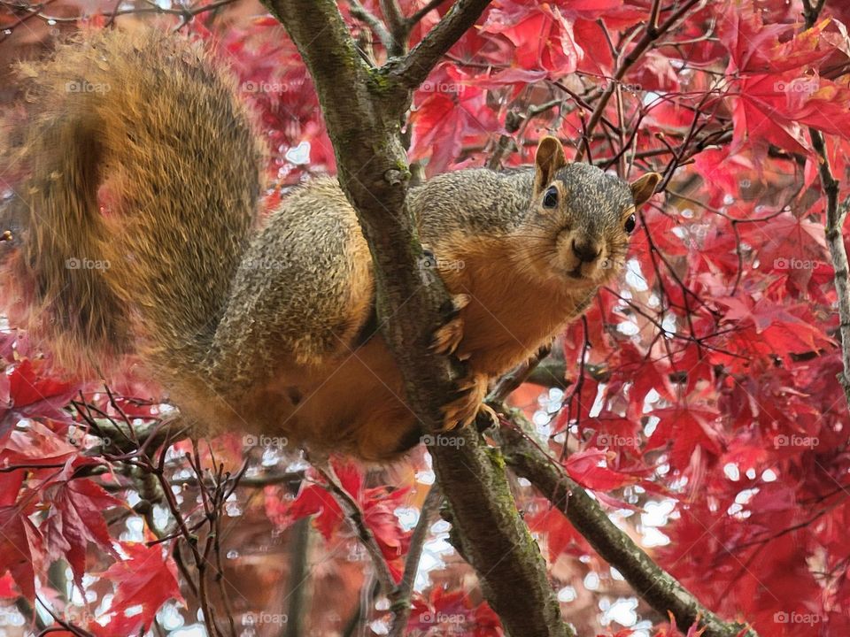 warm tones squirrel