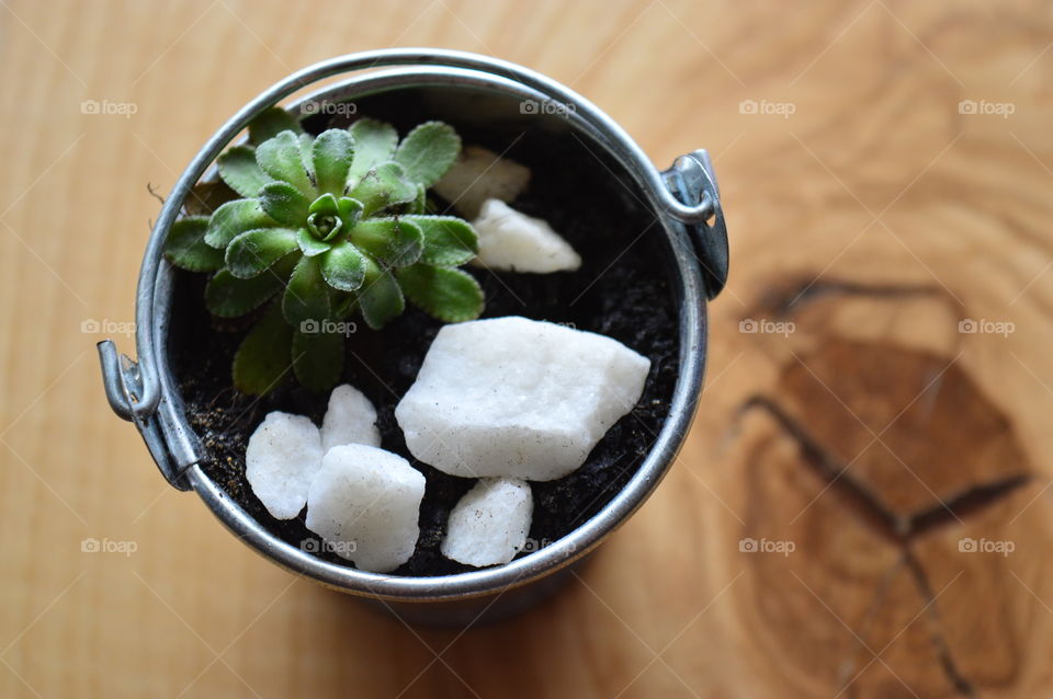 HOUSE PLANTS IN POTS