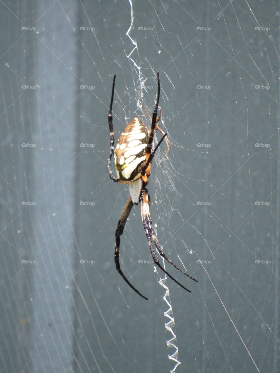 Spider, Arachnid, Spiderweb, Insect, Cobweb