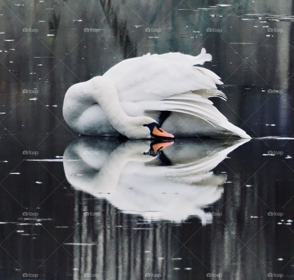 Swan