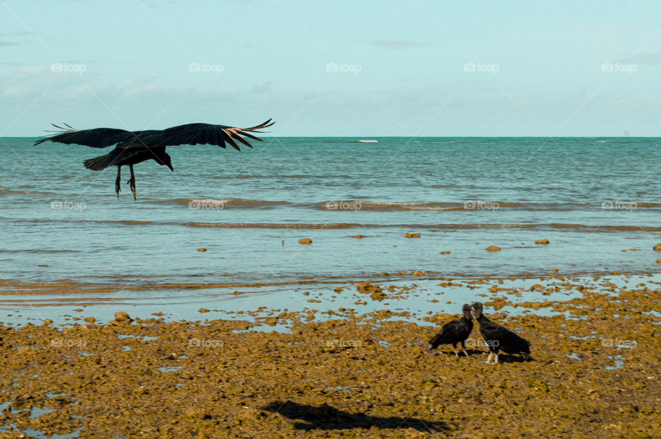 vulture eating leftover shrimp left by fishermen