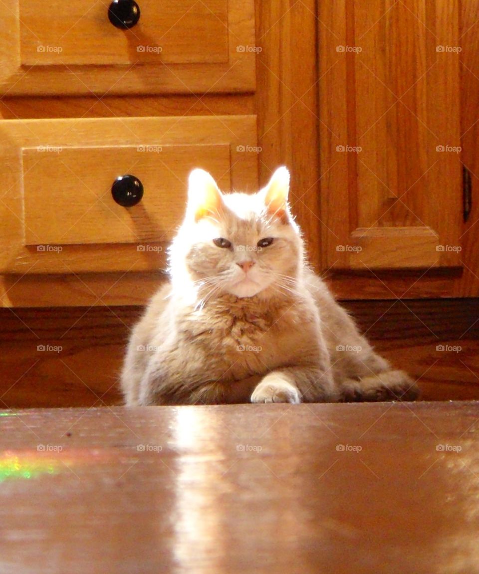 Orange Tabby Pet Cat

A pic of our kitty, taken at floor level with him. Seems the whole photo is in shades of brown and beige. It was don on the kitchen floor and I hope you love it like I do!