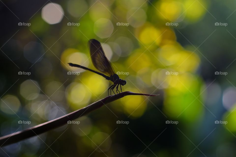 dragonfly effects