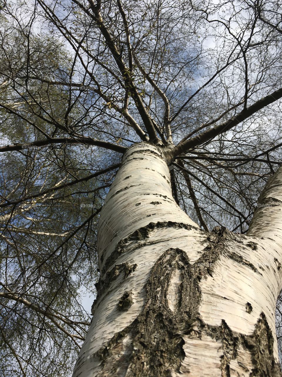 Birch