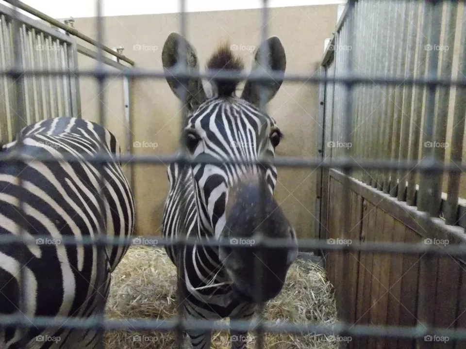 Zebra
