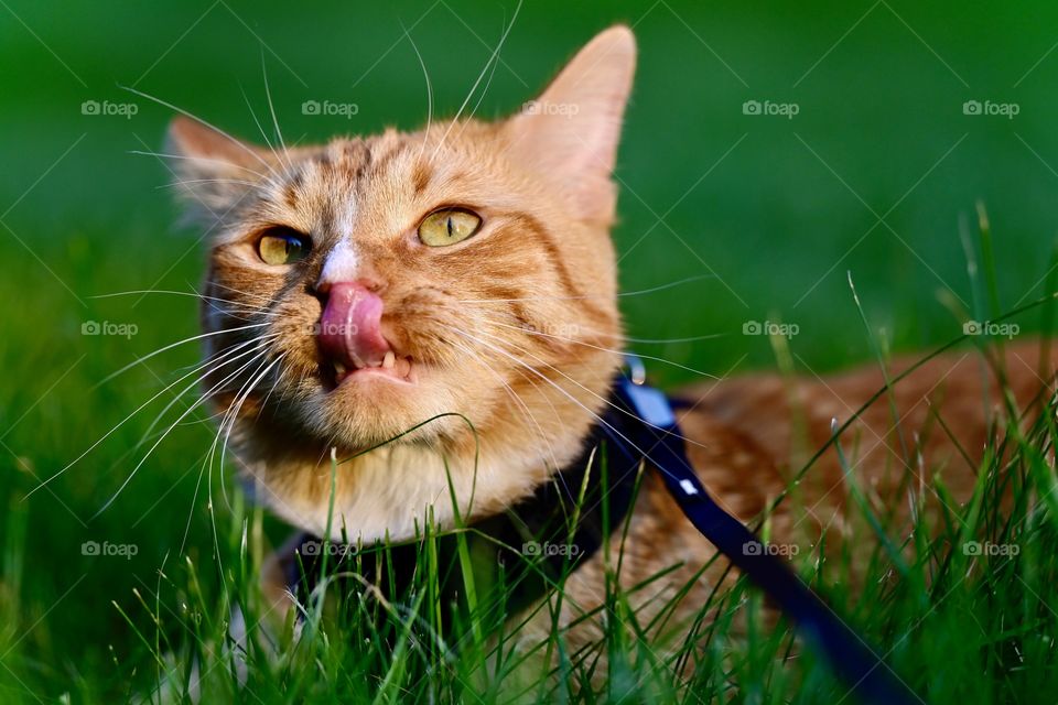 Cat in the grass with tongue out