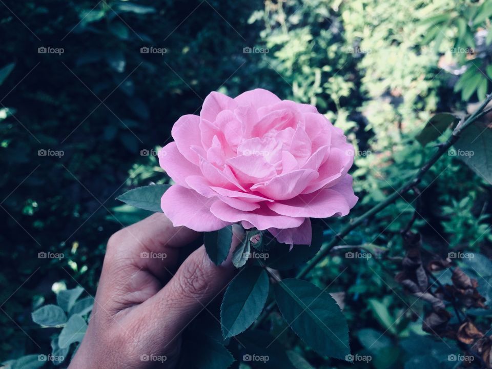 Rose flower ...