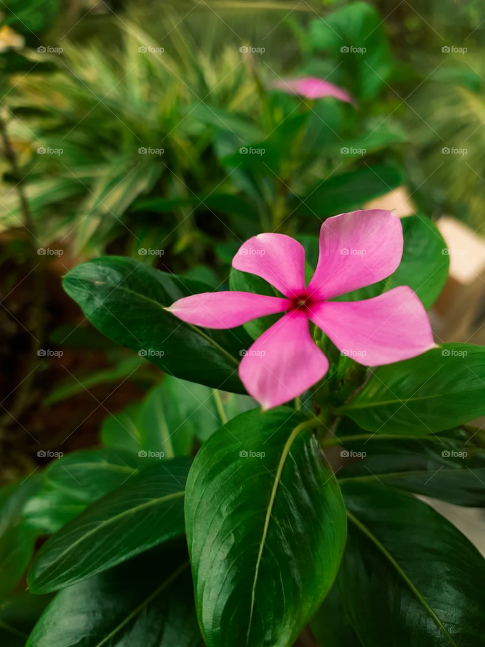 pink flower photography