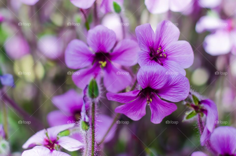 Blossom of purple flowers