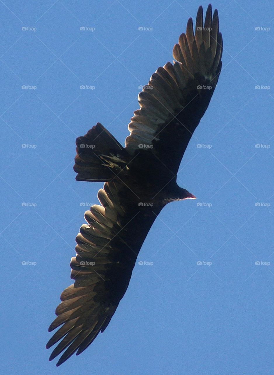 Turkey Vulture Flying Overhead