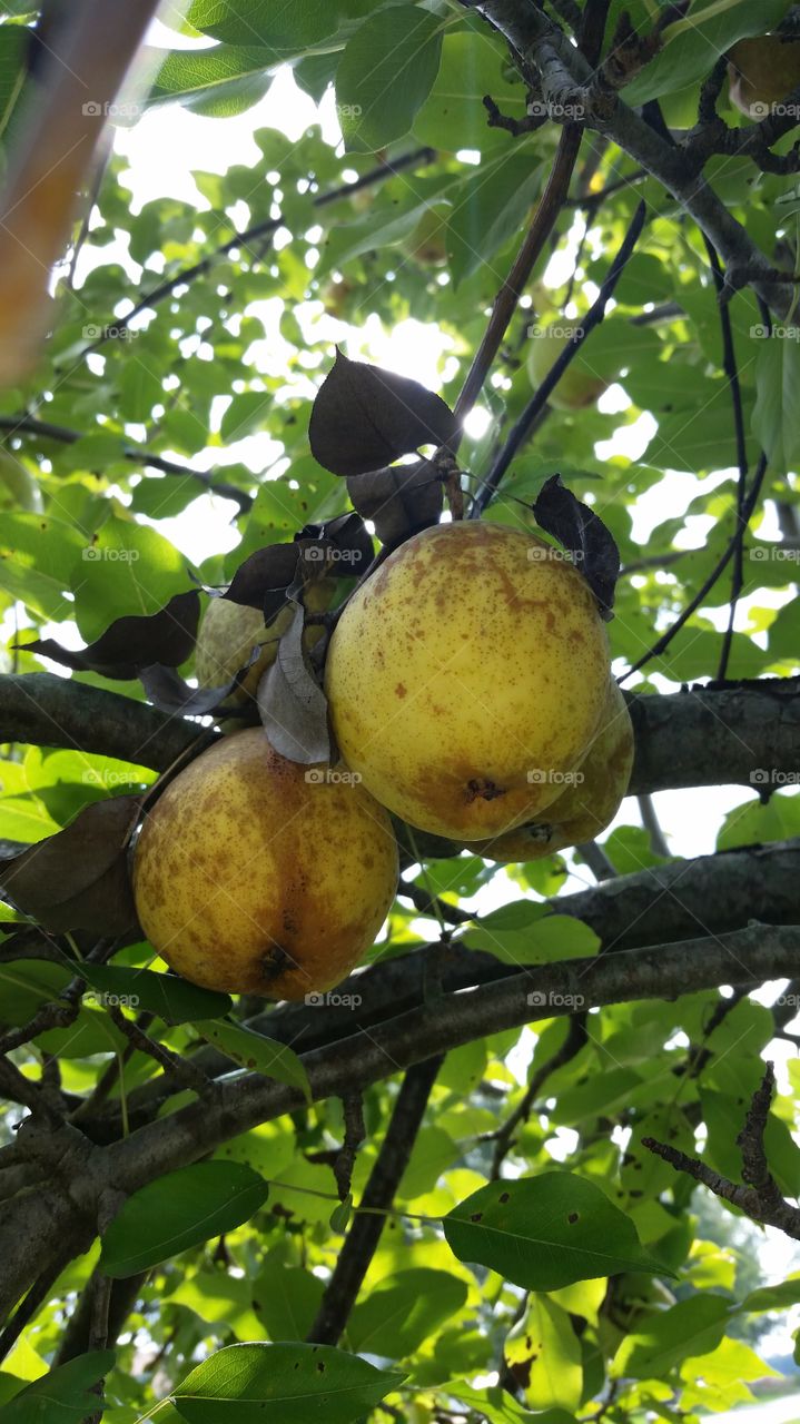 fall pears