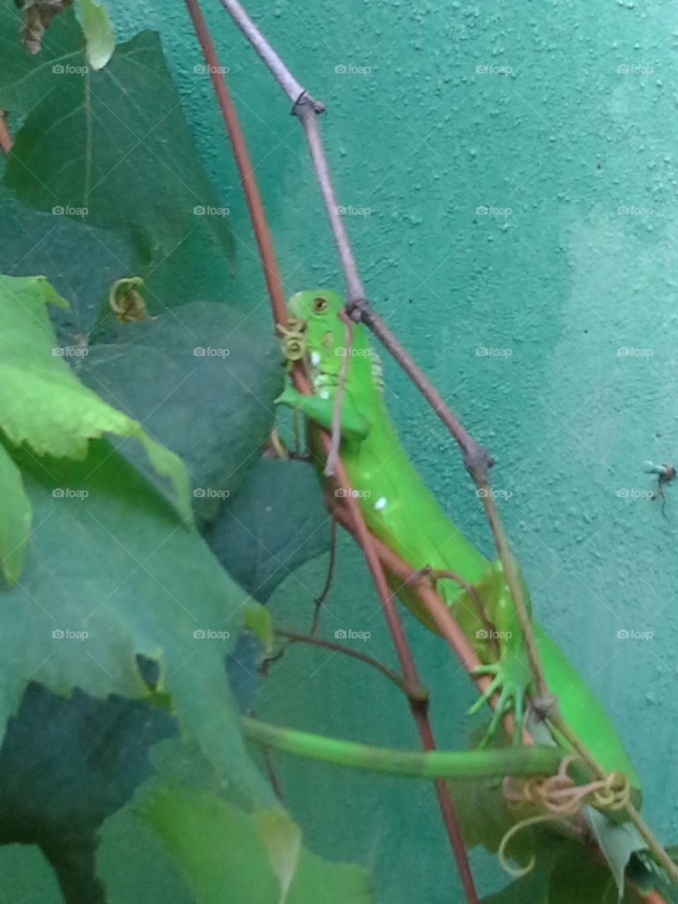 We found this dude chillin on my mum's grape plant back in Venezuela