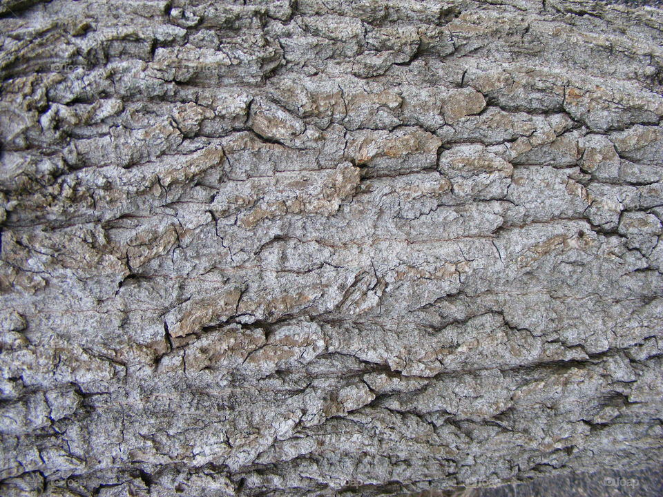 Bark