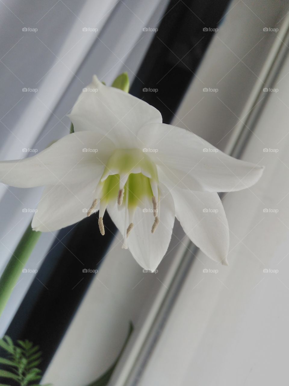 Flowering indoor flower in a pot of white color close-up