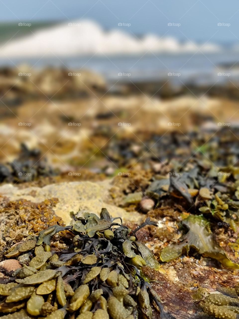 seaweeds