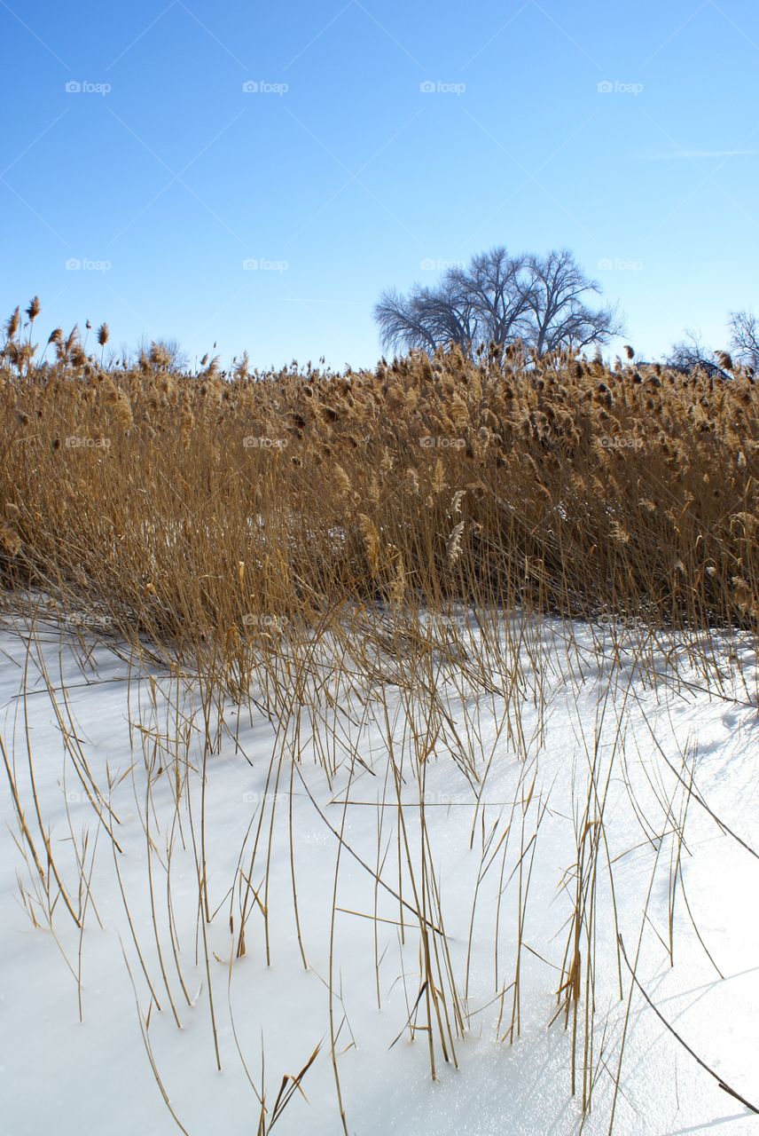 Frozen world 