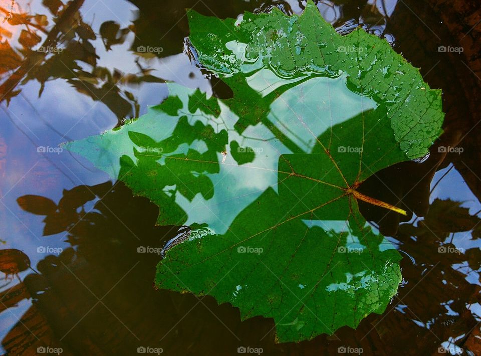 vine leaf on water