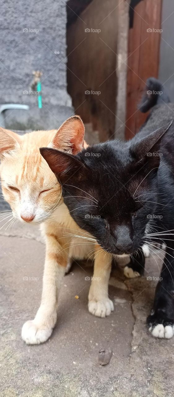 black and yellow cat