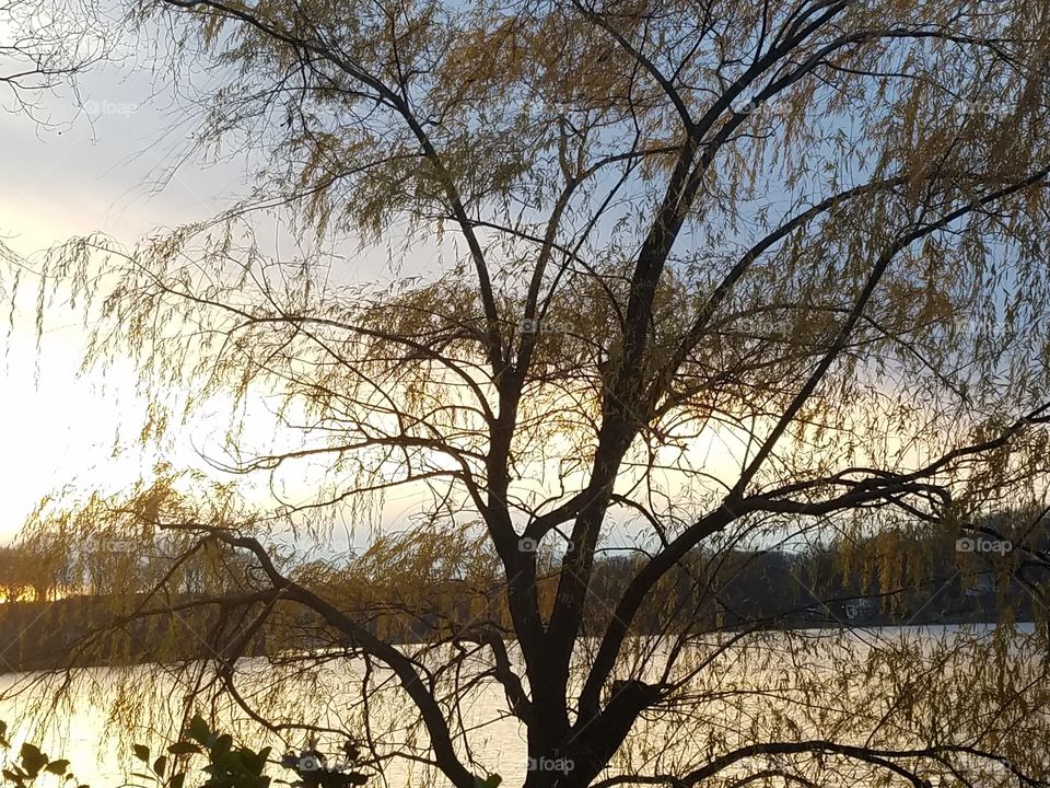 Tree by lake