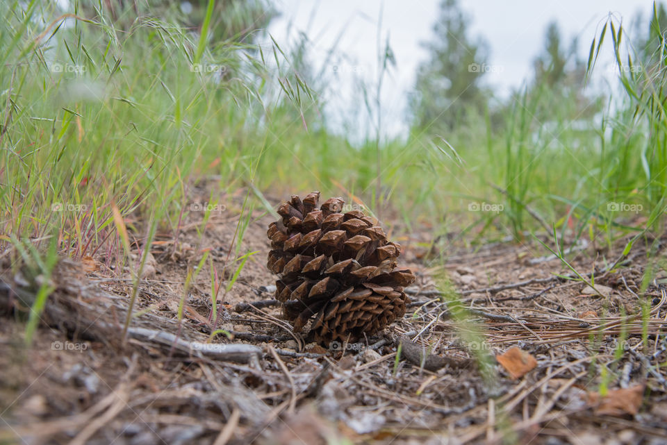 Fallen Pine Cone
