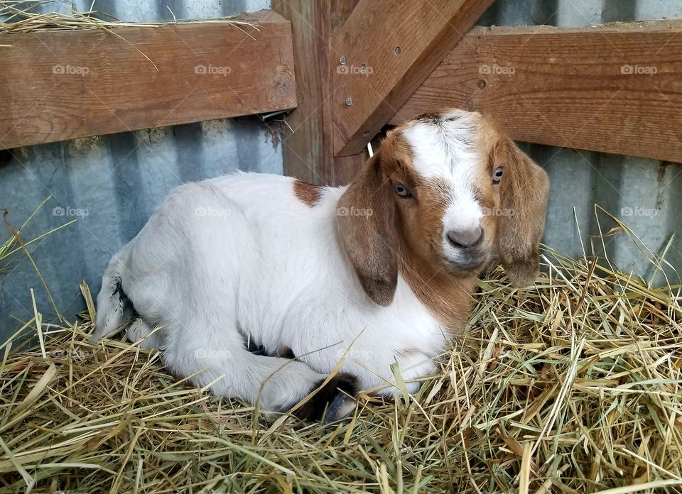 Baby goat sitting on dry grass