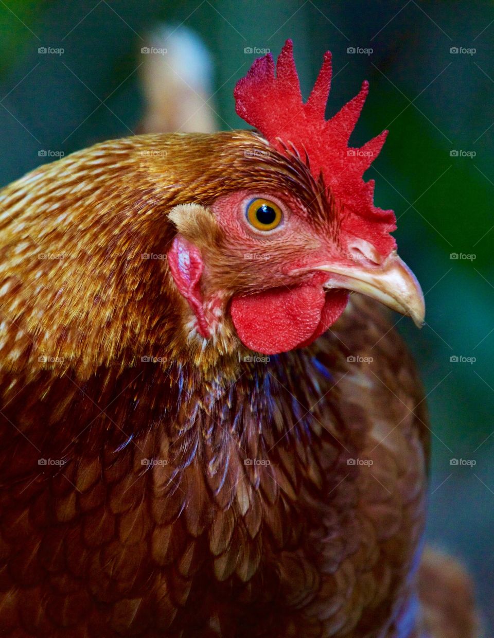 Close-up of a chicken