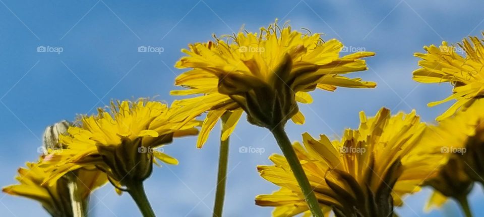 dandelions from below