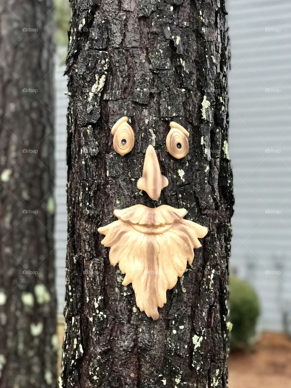Tree beard