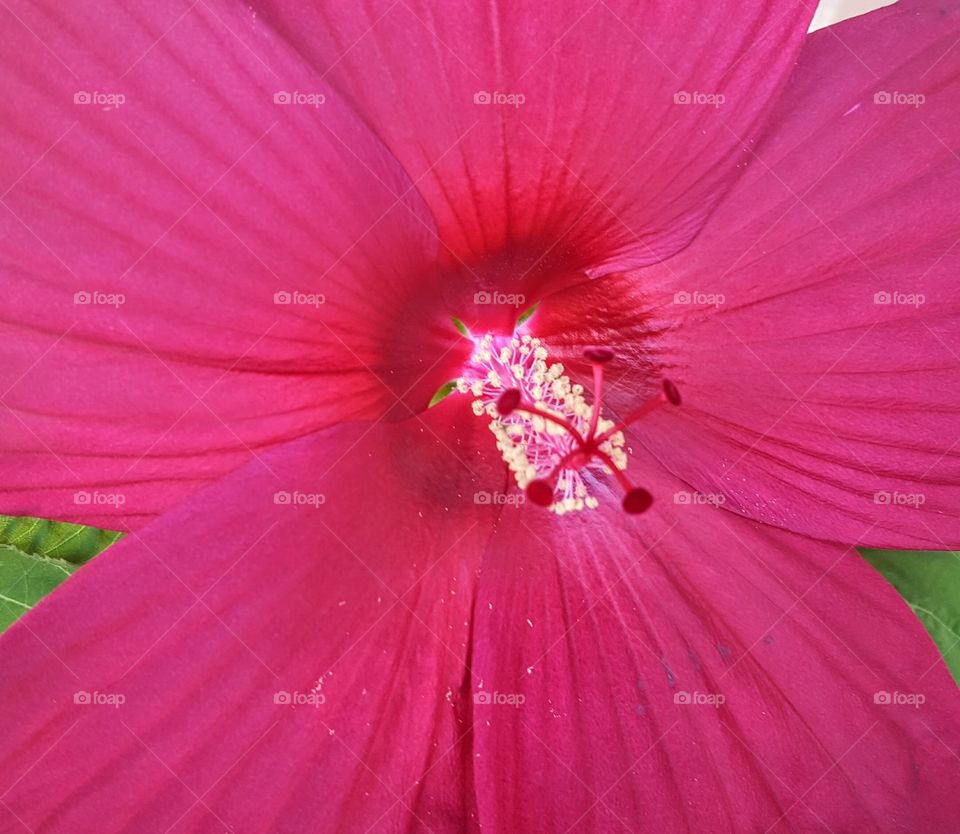 red hibiscus