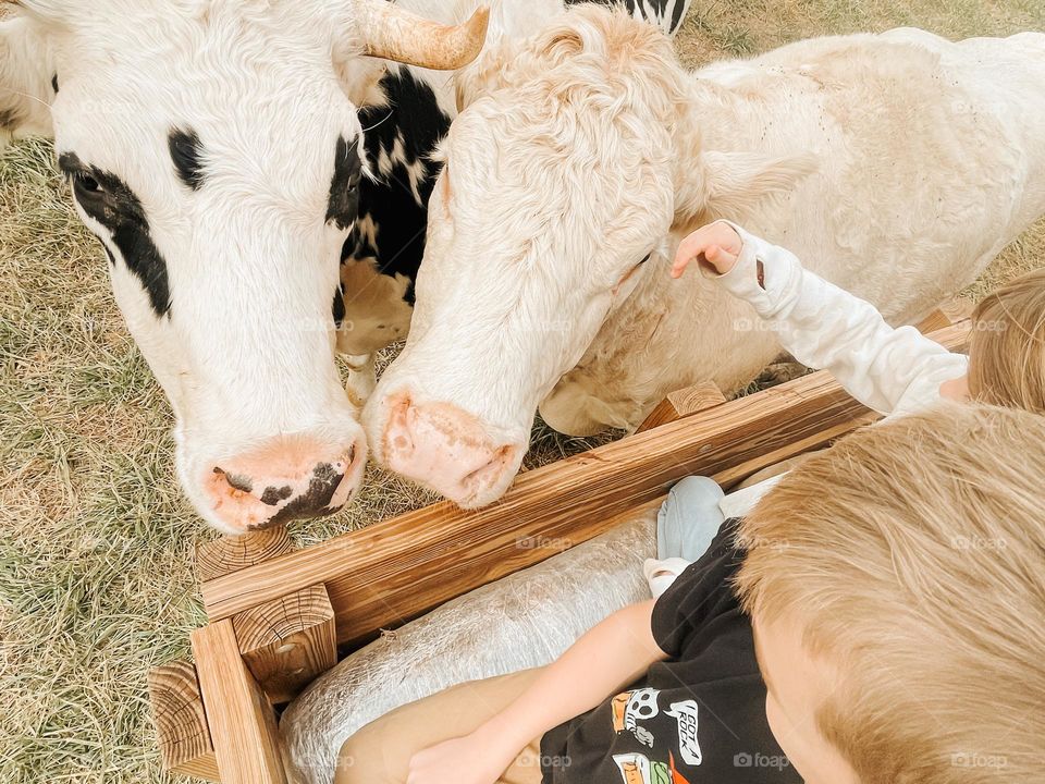 A child petting a cow 