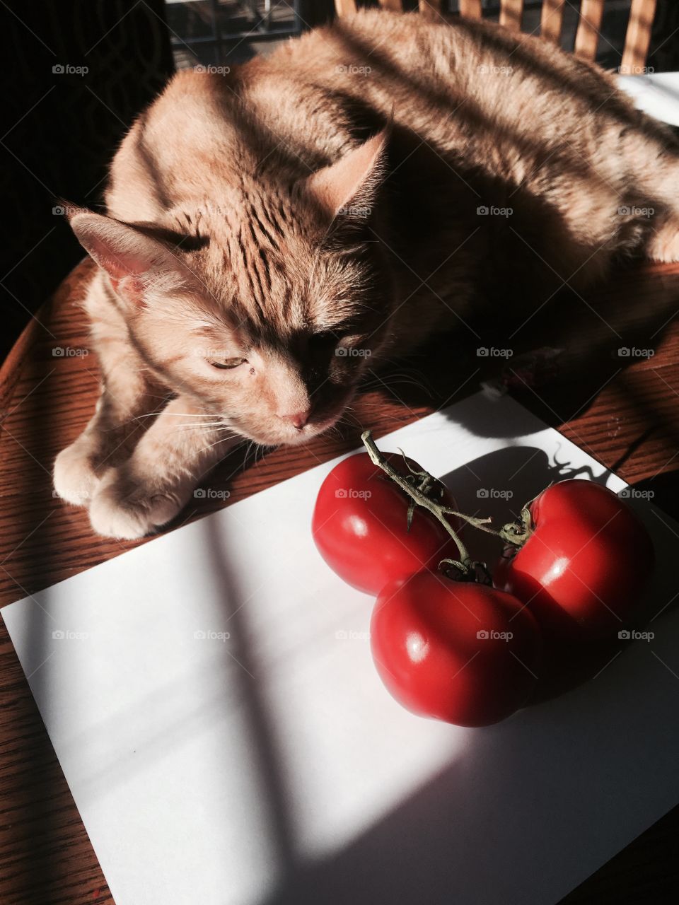 Tomatoes 