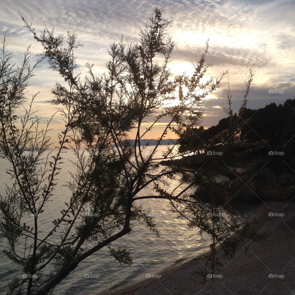 View through the tree. View through the tree