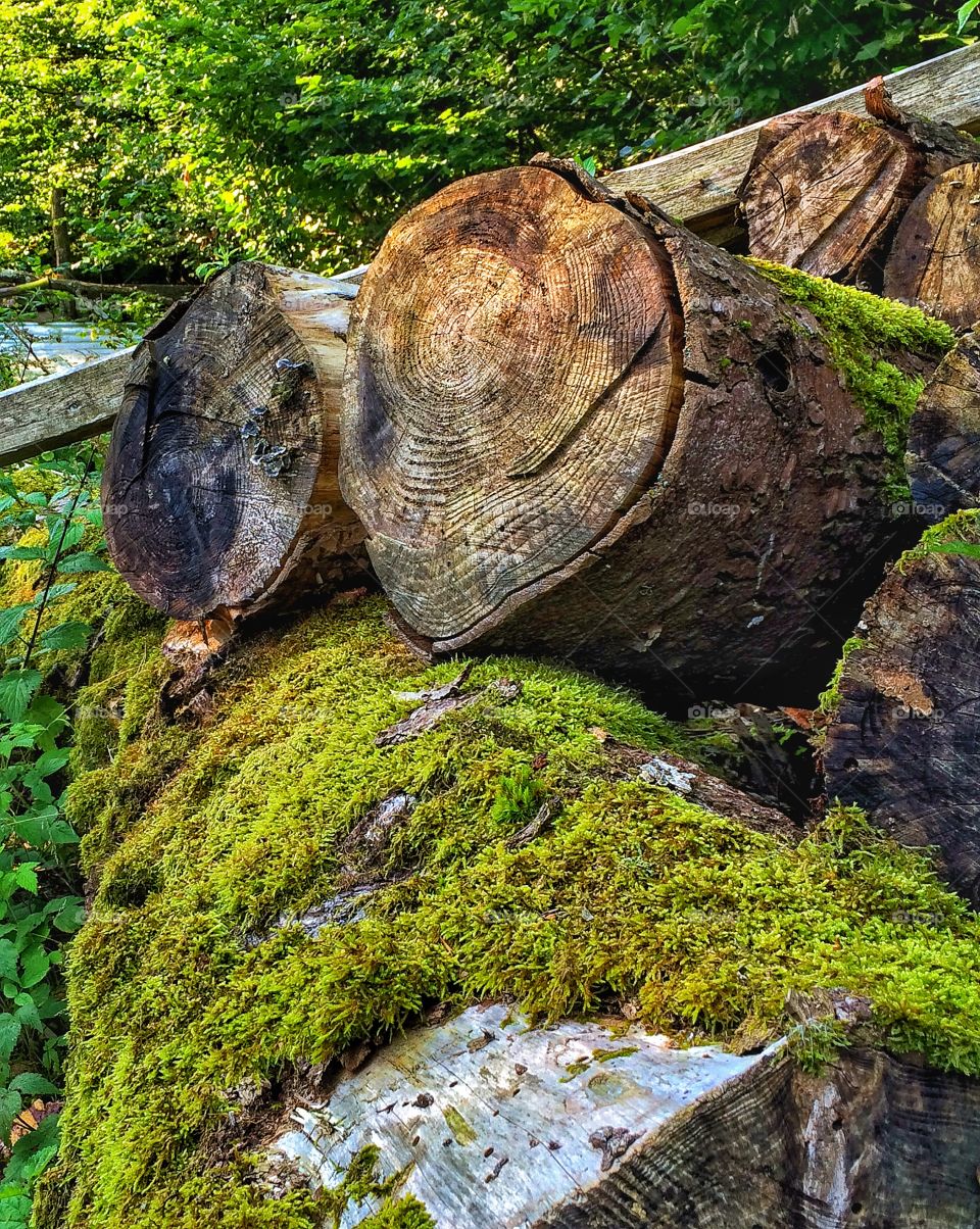 Old log