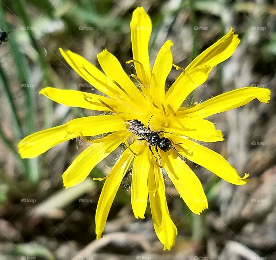 Insect visiting a yellow wildflower