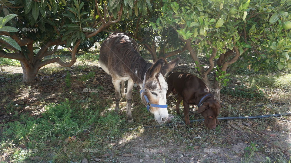 Donkey#labrador#dog#animals#trees#nature#cute#garden