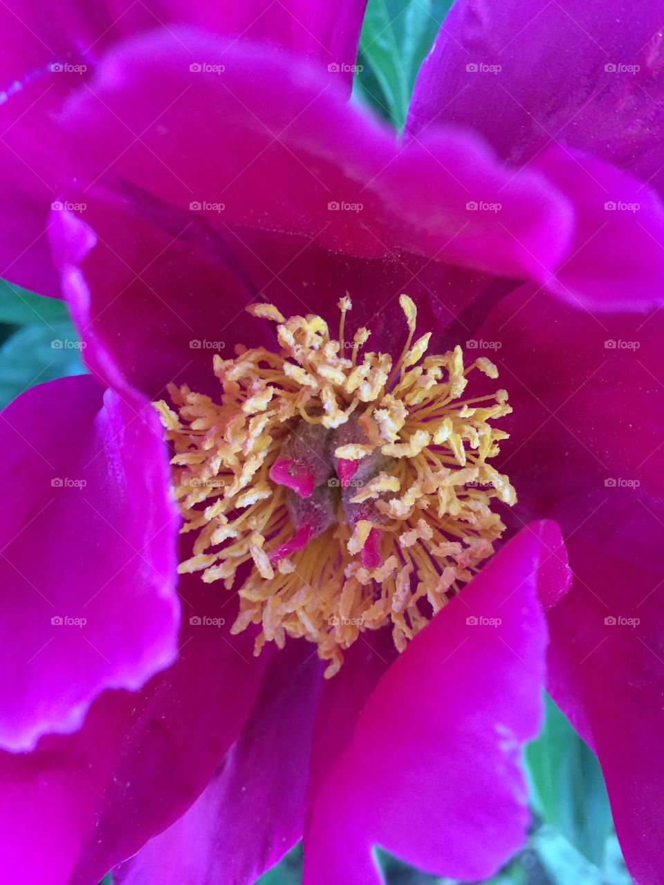 Peony
