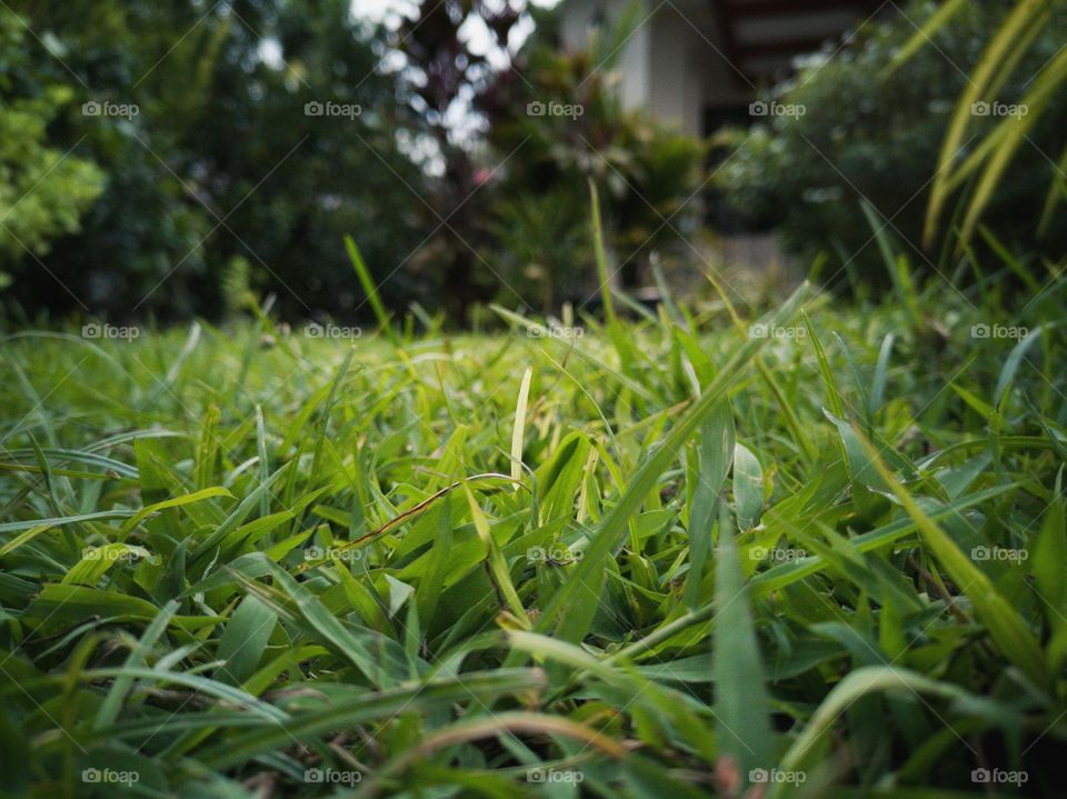 Green grass